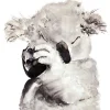 Koala Juliste>Sokru Clearance